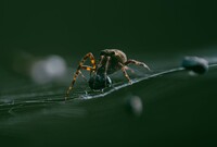 Ilustrasi Scattered Spider