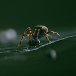Ilustrasi Scattered Spider