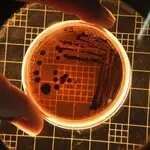 Ilustrasi Bioteknologi