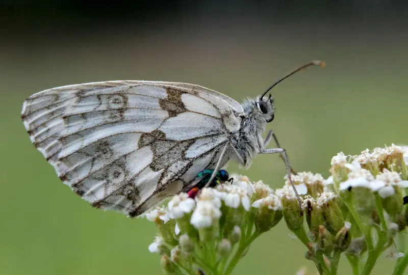 Ilustrasi Qwen Image