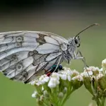 Ilustrasi Qwen Image