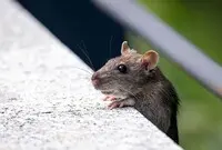 Ilustrasi AI Pembasmi Tikus