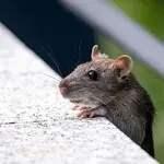 Ilustrasi AI Pembasmi Tikus